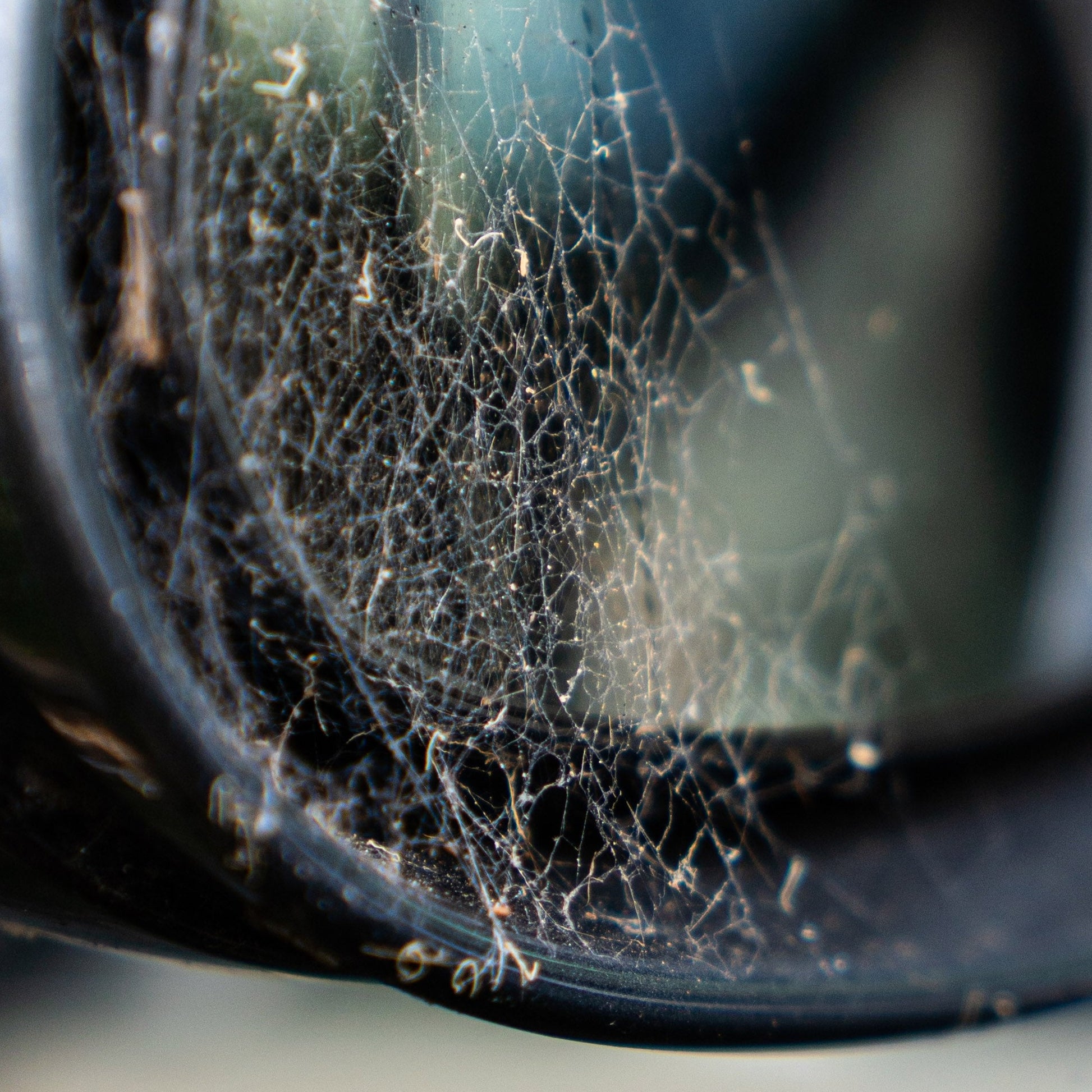 RoadBlock prevents cobwebs in cars including side mirrors