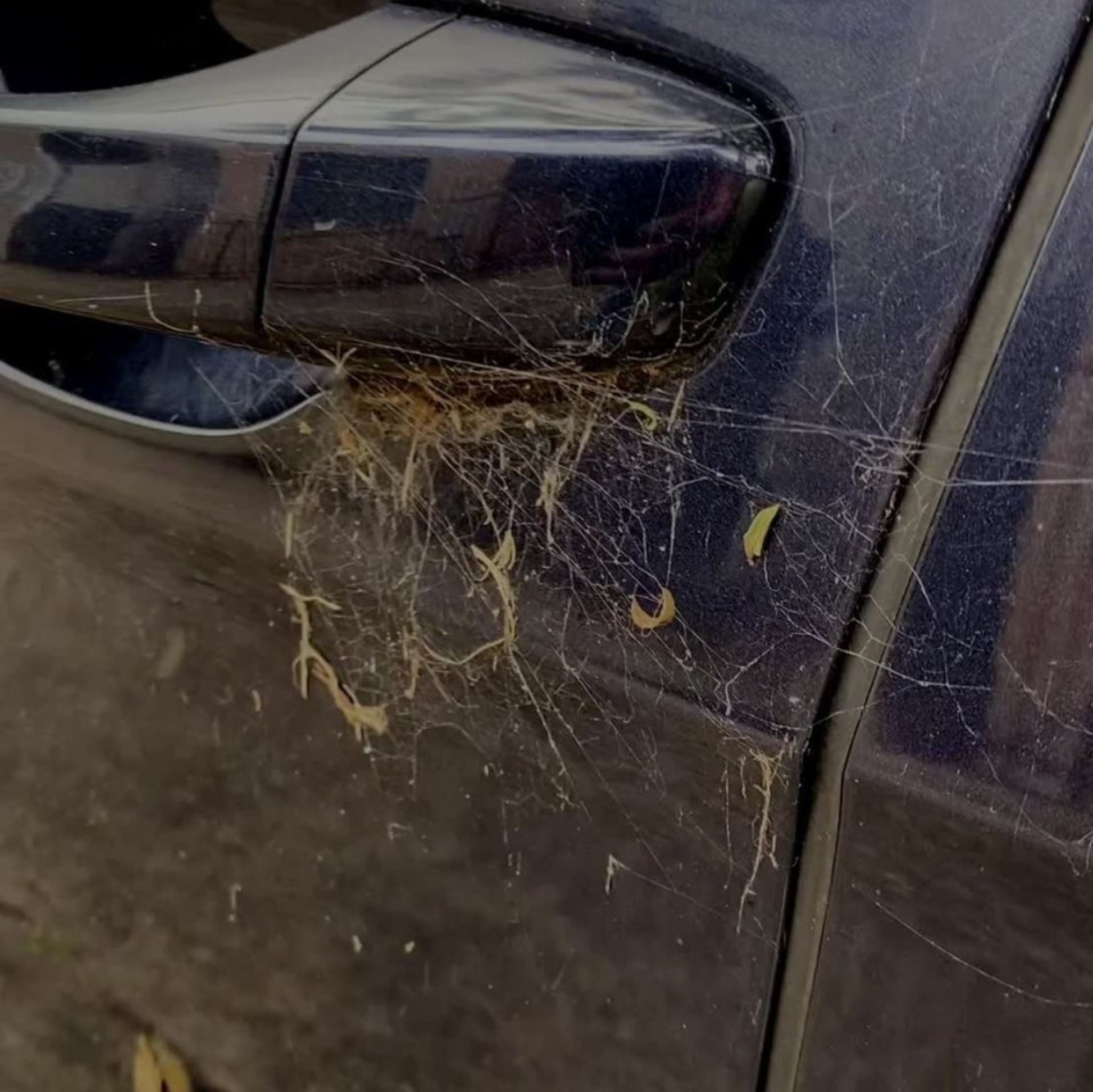 cobwebs pictured underneath a door handle of a blue car